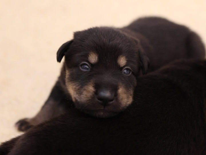 chinook dog